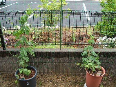 はちみつ太郎のプランター菜園 ゴーヤの摘心